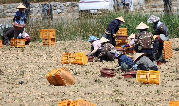 Foreign seasonal workers in conical hats harvest potatoes and load them into crates in a Korean field.